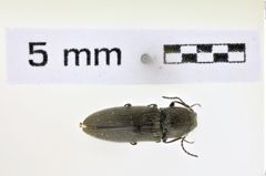 Foto (Dorsalansicht) von Limonius jonesi (NHMW-ZOO-COL-0008613)